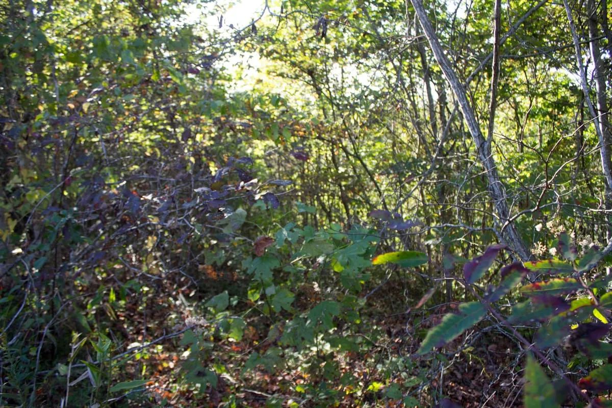 Decorative background for Black Oak Ranch Tract 1 image 15