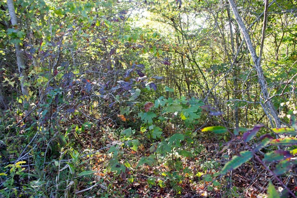 Decorative background for Black Oak Ranch Tract 1 image 16