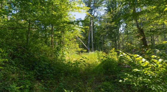 Creek Hollow Phase II Tract 74 in Rockcastle County, KY
