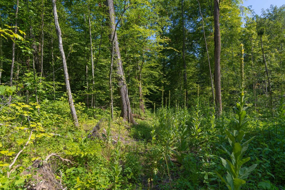 Creek Hollow Phase II Tract 74 - Image 3
