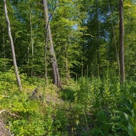 Creek Hollow Phase II Tract 74 in Rockcastle County, KY