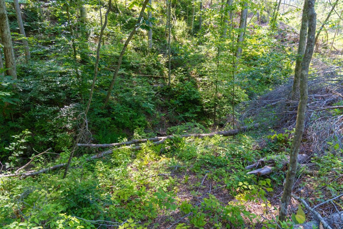 Decorative background for Creek Hollow Phase II Tract 74 image 5