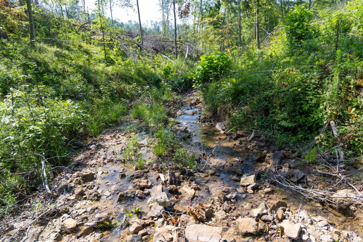 Decorative background for Creek Hollow Phase II Tract 74 image 6