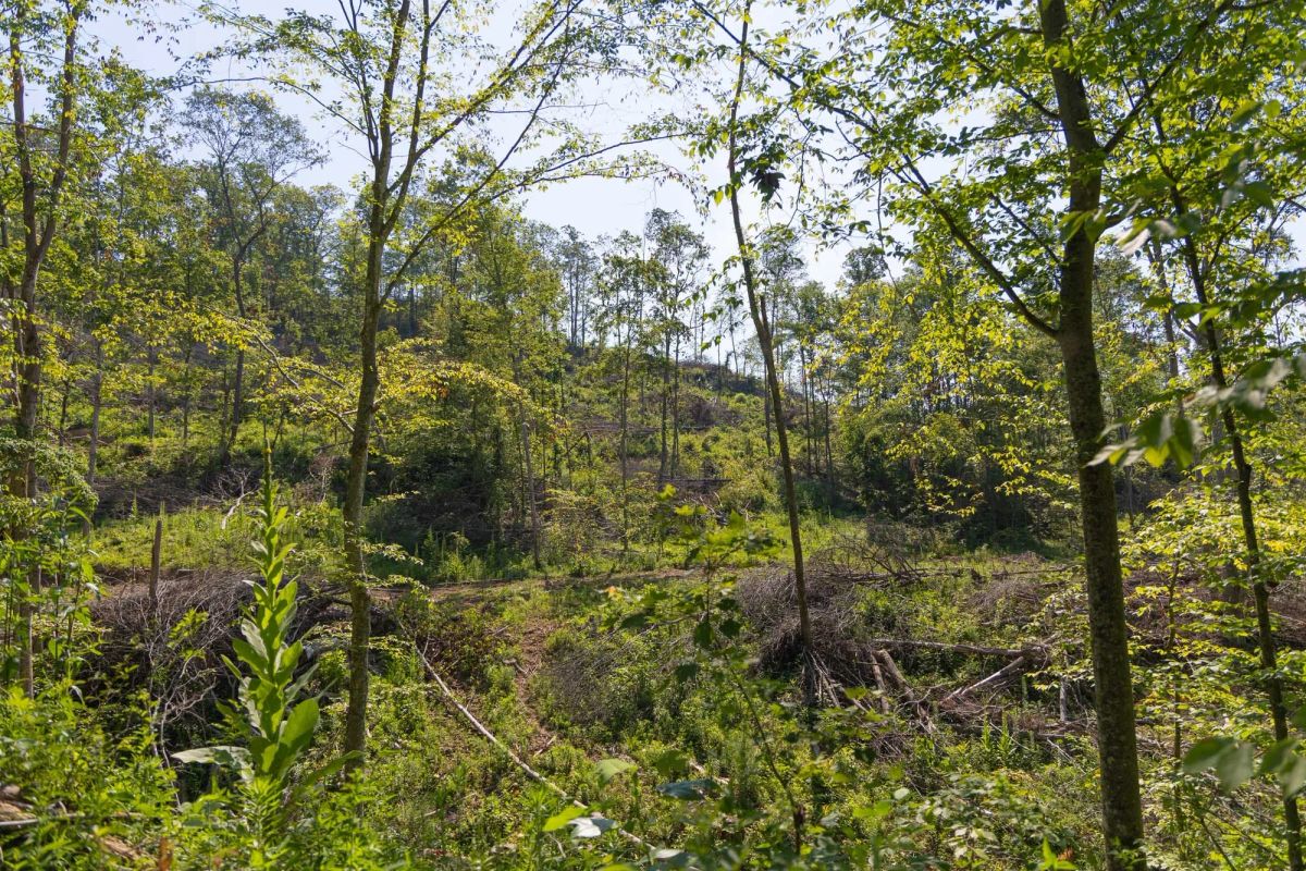 Decorative background for Creek Hollow Phase II Tract 74 image 10