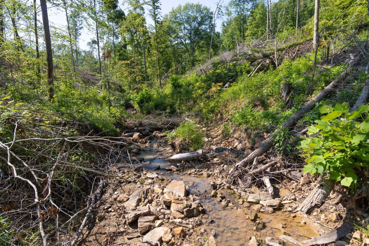 Decorative background for Creek Hollow Phase II Tract 74 image 11