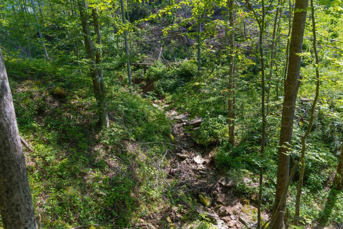 Decorative background for Creek Hollow Phase II Tract 74 image 13