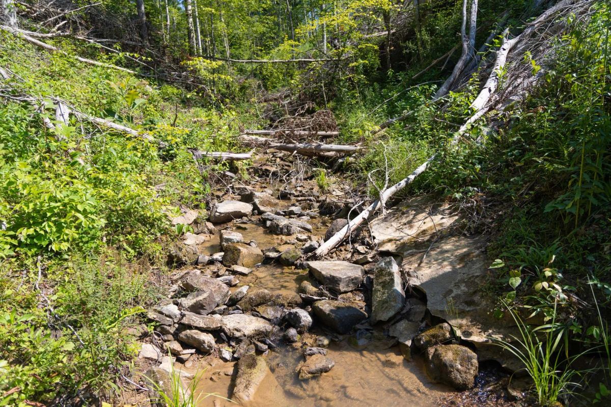Decorative background for Creek Hollow Phase II Tract 74 image 14