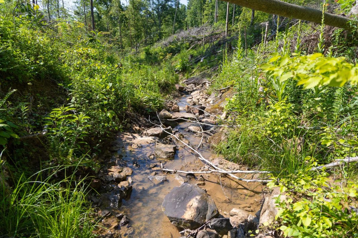 Decorative background for Creek Hollow Phase II Tract 74 image 15