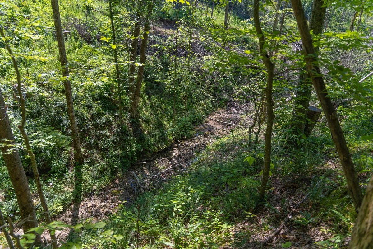 Decorative background for Creek Hollow Phase II Tract 74 image 16