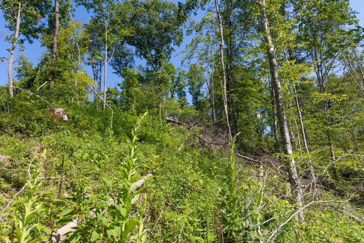 Decorative background for Creek Hollow Phase II Tract 74 image 17