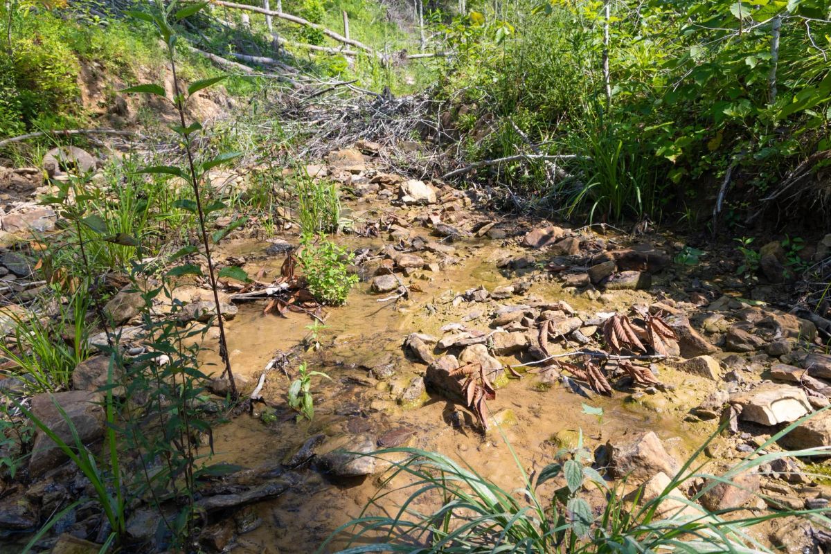 Decorative background for Creek Hollow Phase II Tract 74 image 19
