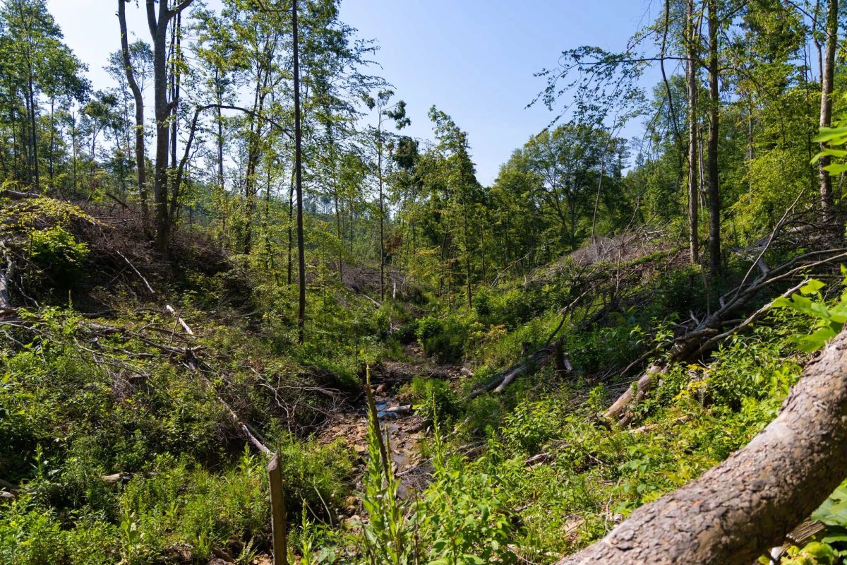 Decorative background for Creek Hollow Phase II Tract 74 image 21