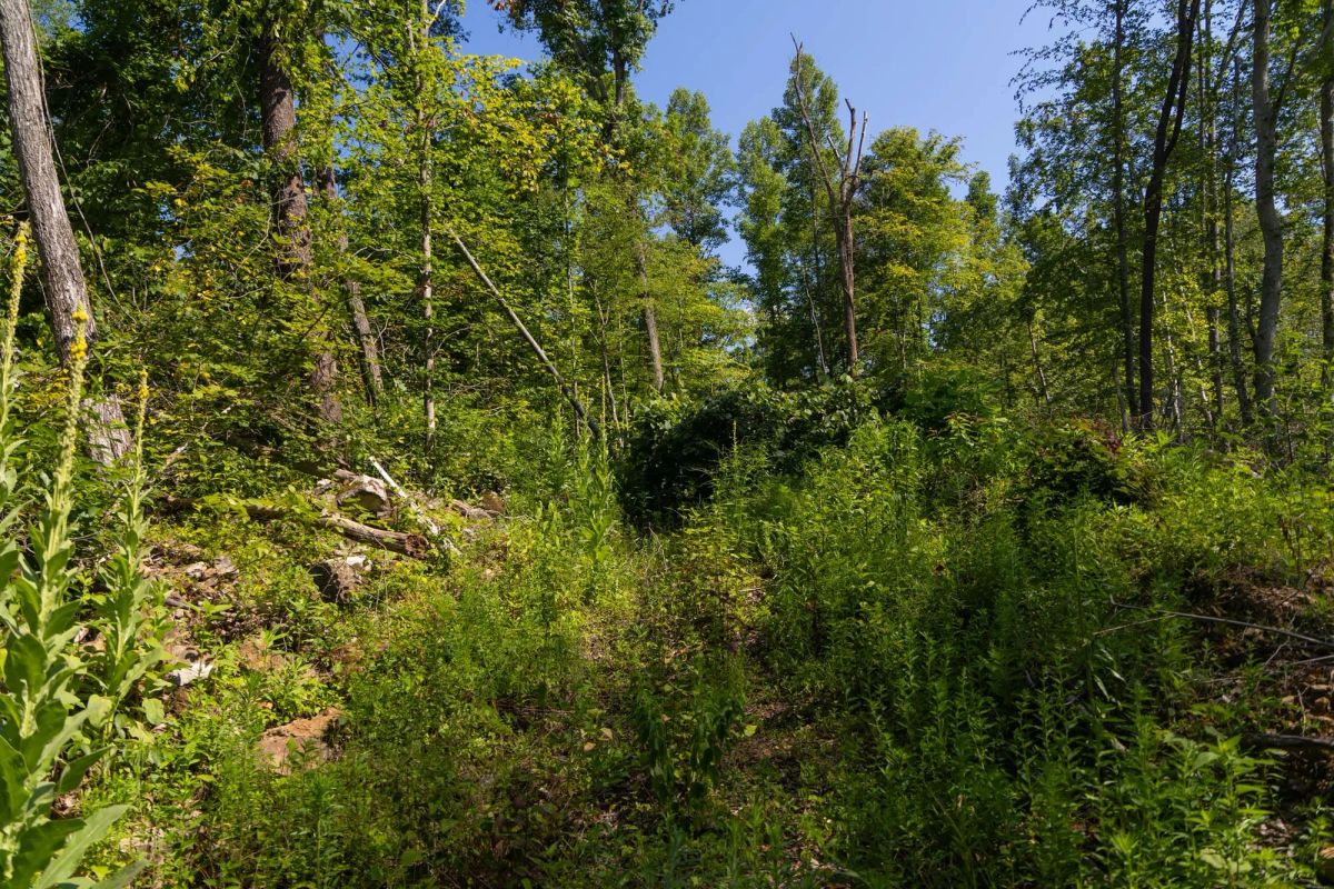 Decorative background for Creek Hollow Phase II Tract 74 image 22