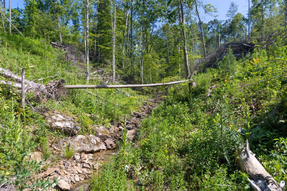 Decorative background for Creek Hollow Phase II Tract 74 image 23