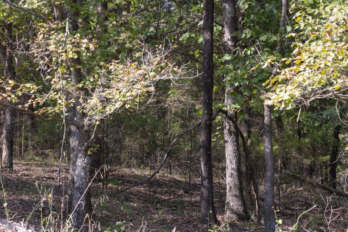 Reserves At Cattail Cove Phase II Tract 43 - Image 3