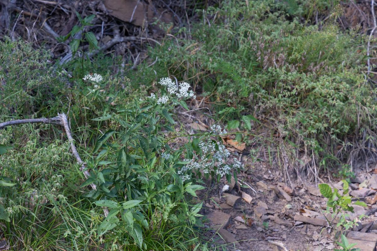 Decorative background for Reserves At Cattail Cove Phase II Tract 43 image 6