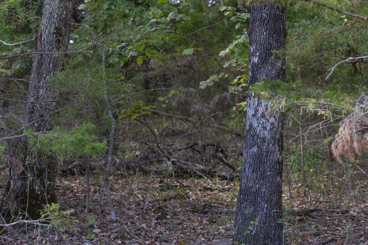 Decorative background for Reserves At Cattail Cove Phase II Tract 43 image 8