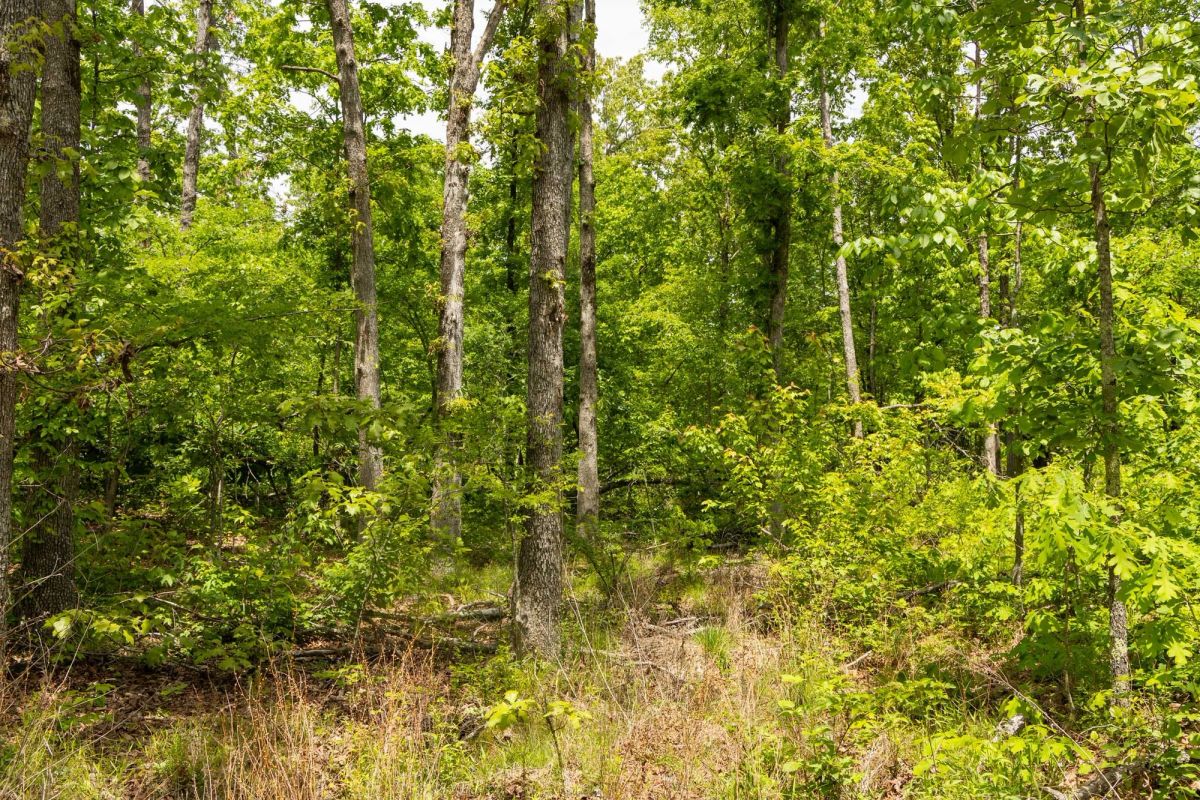 Decorative background for Stardust Estates Tract 13 image 6
