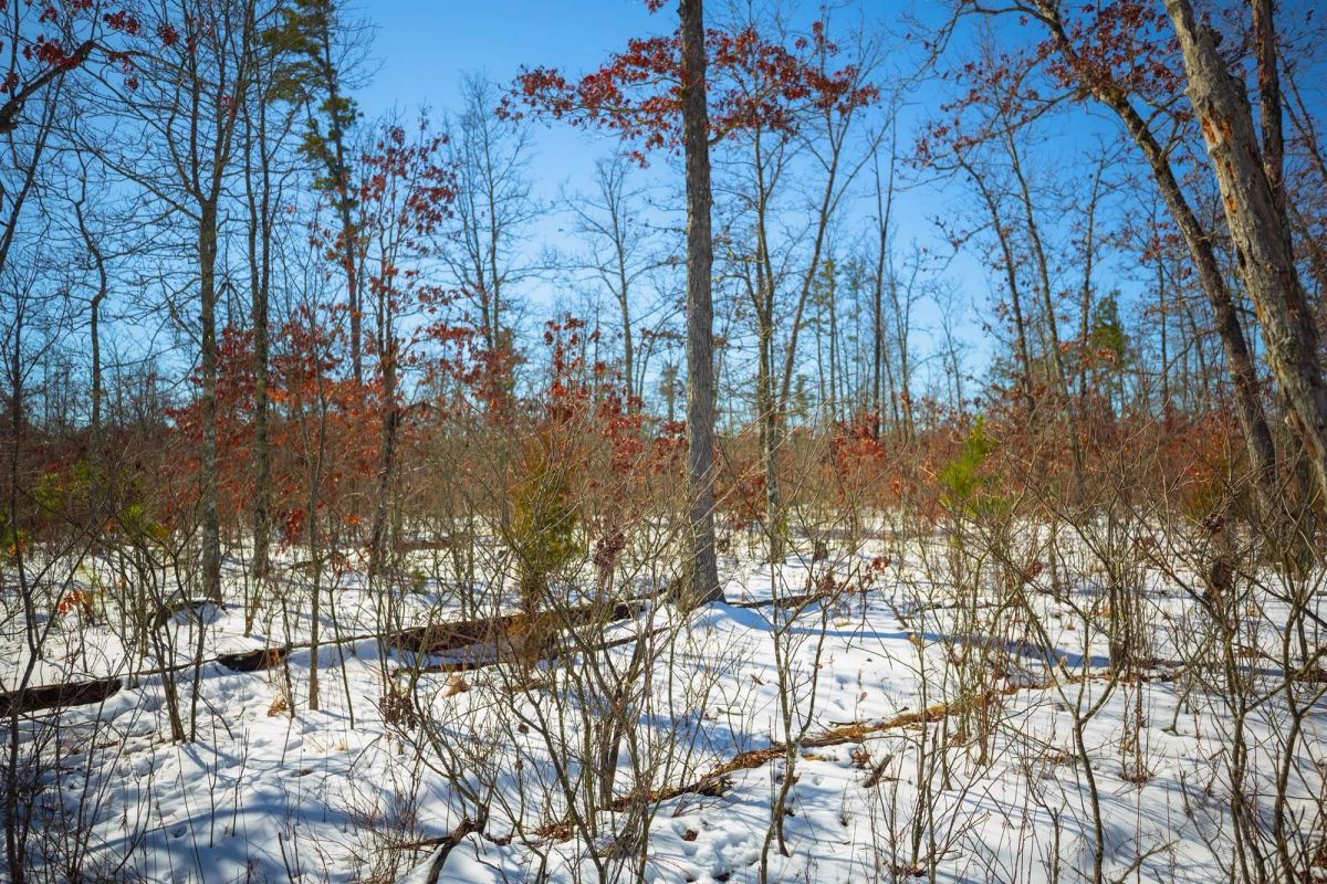 Decorative background for Sleepy Hollow Phase I Tract 27 image 7