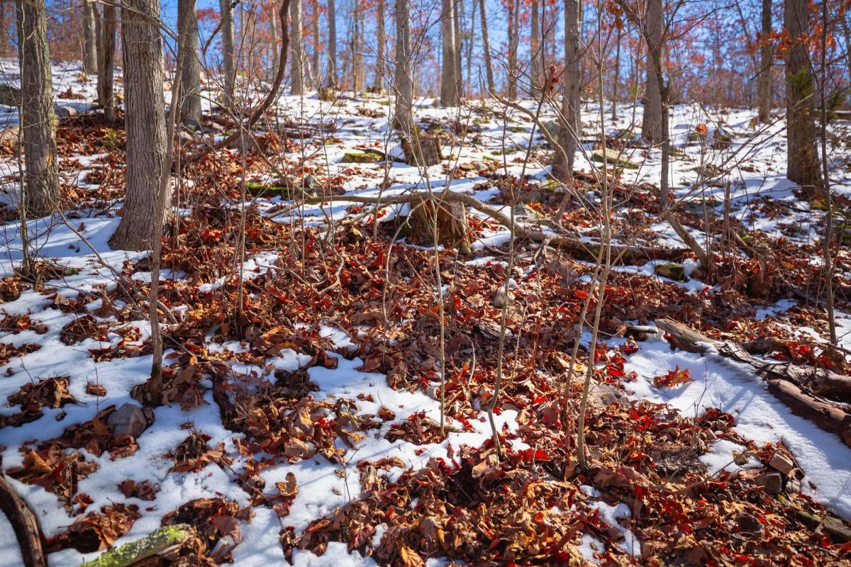 Decorative background for Sleepy Hollow Phase I Tract 27 image 8