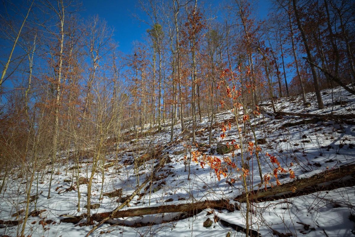 Decorative background for Sleepy Hollow Phase I Tract 27 image 12