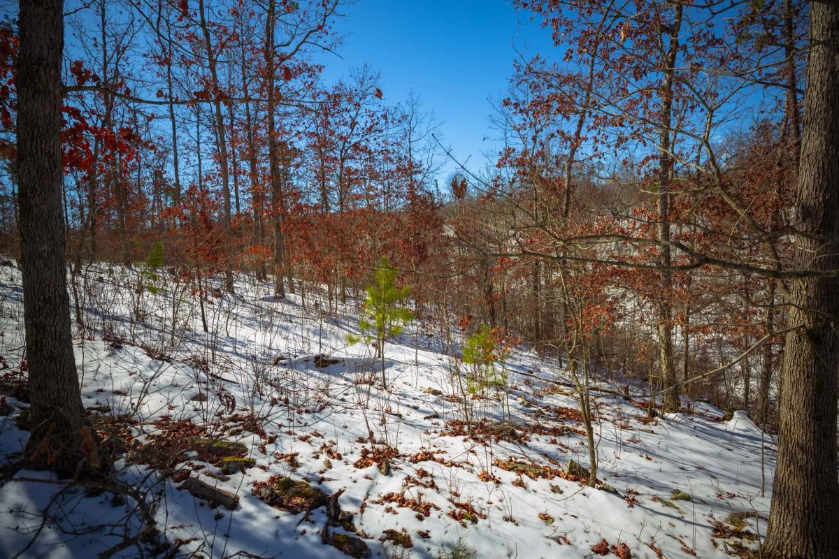 Decorative background for Sleepy Hollow Phase I Tract 27 image 14