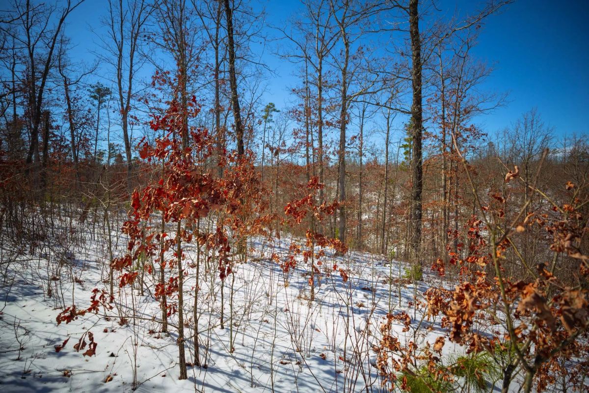 Decorative background for Sleepy Hollow Phase I Tract 27 image 15