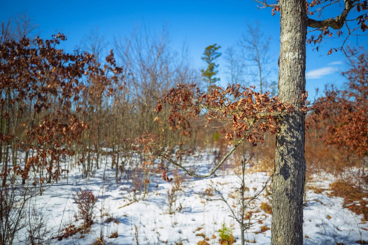 Decorative background for Sleepy Hollow Phase I Tract 27 image 20