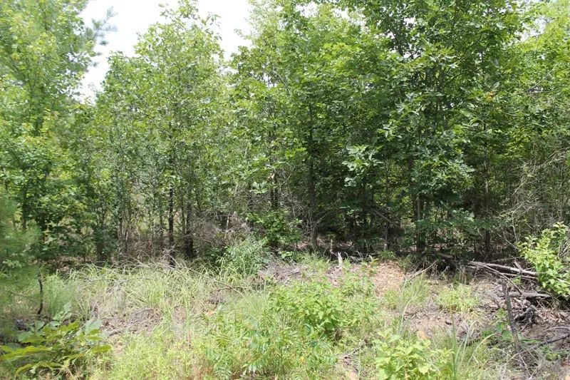 Trophy Ridge Phase III Tract 8 - Image 2