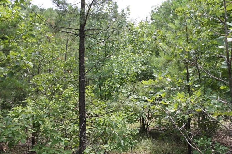 Trophy Ridge Phase III Tract 8 in Pushmataha County, OK