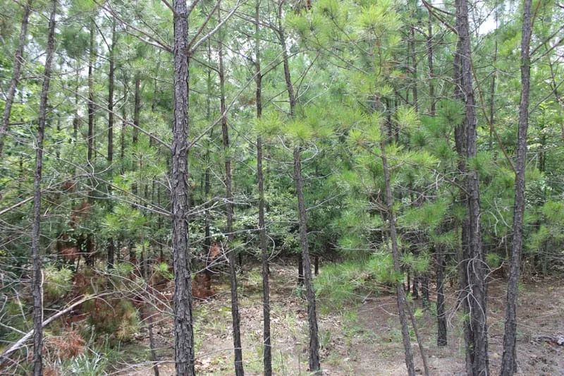 Decorative background for Trophy Ridge Phase III Tract 8 image 6