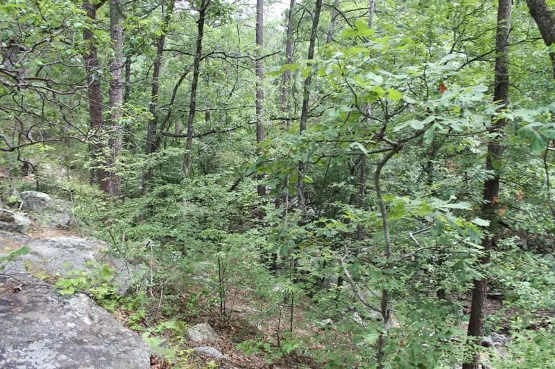 Decorative background for Trophy Ridge Phase III Tract 8 image 7