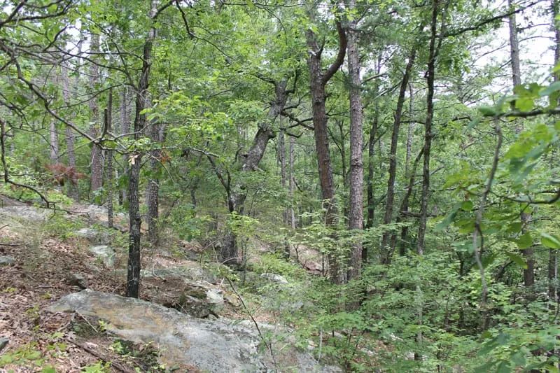 Decorative background for Trophy Ridge Phase III Tract 8 image 8