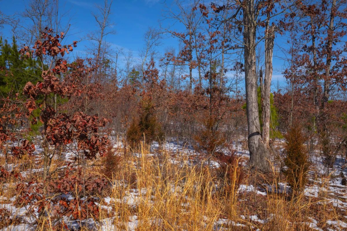 Decorative background for Sleepy Hollow Phase I Tract 57 image 9