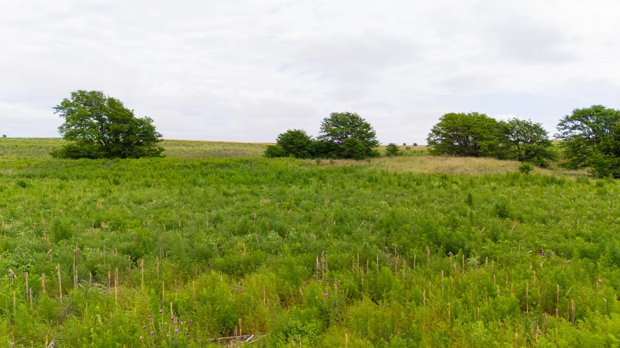 Crandall's Corner Tract 8 in Graham County, KS