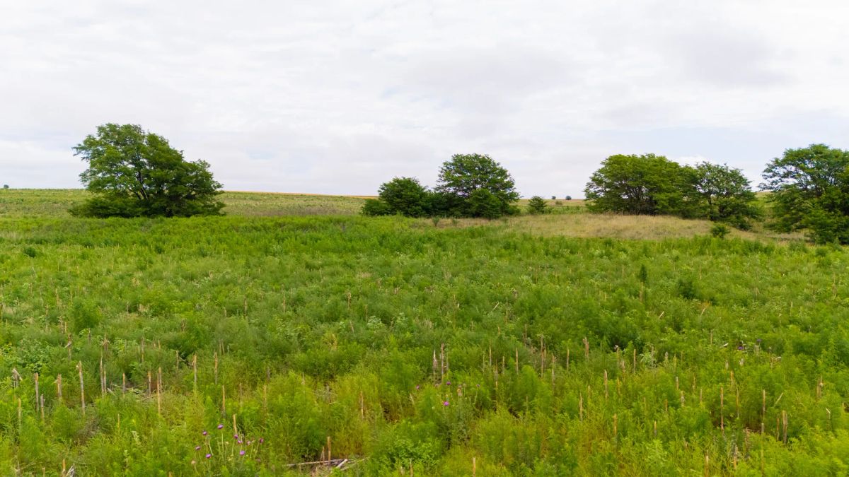 Crandall's Corner Tract 8 - Image 4