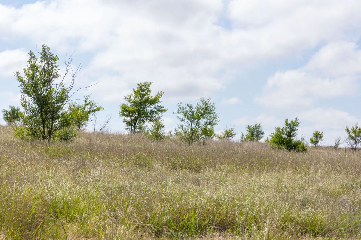Decorative background for Crandall's Corner Tract 8 image 7