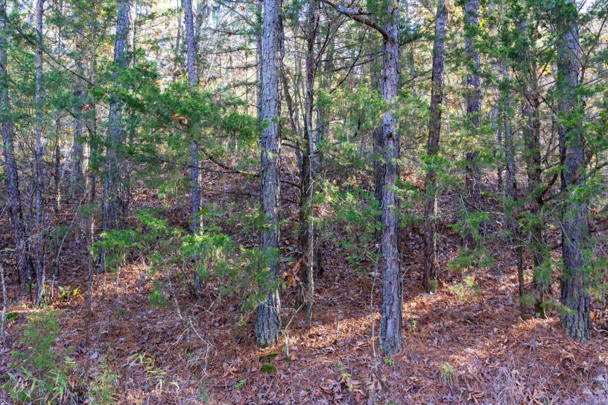 Decorative background for Stone Bridge Reserve Tract 26 image 5