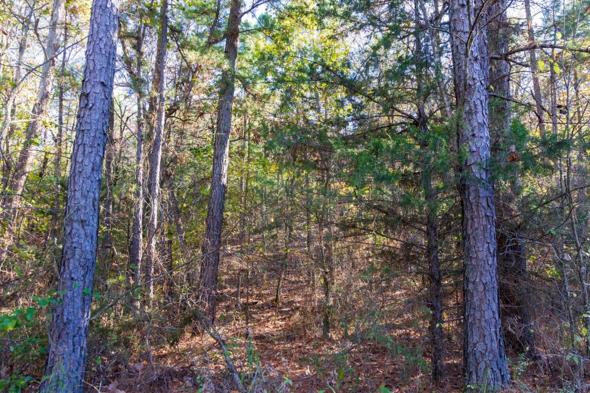 Decorative background for Stone Bridge Reserve Tract 26 image 6