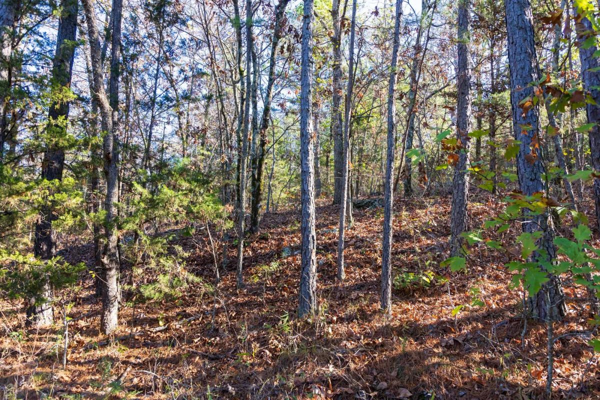 Decorative background for Stone Bridge Reserve Tract 26 image 9