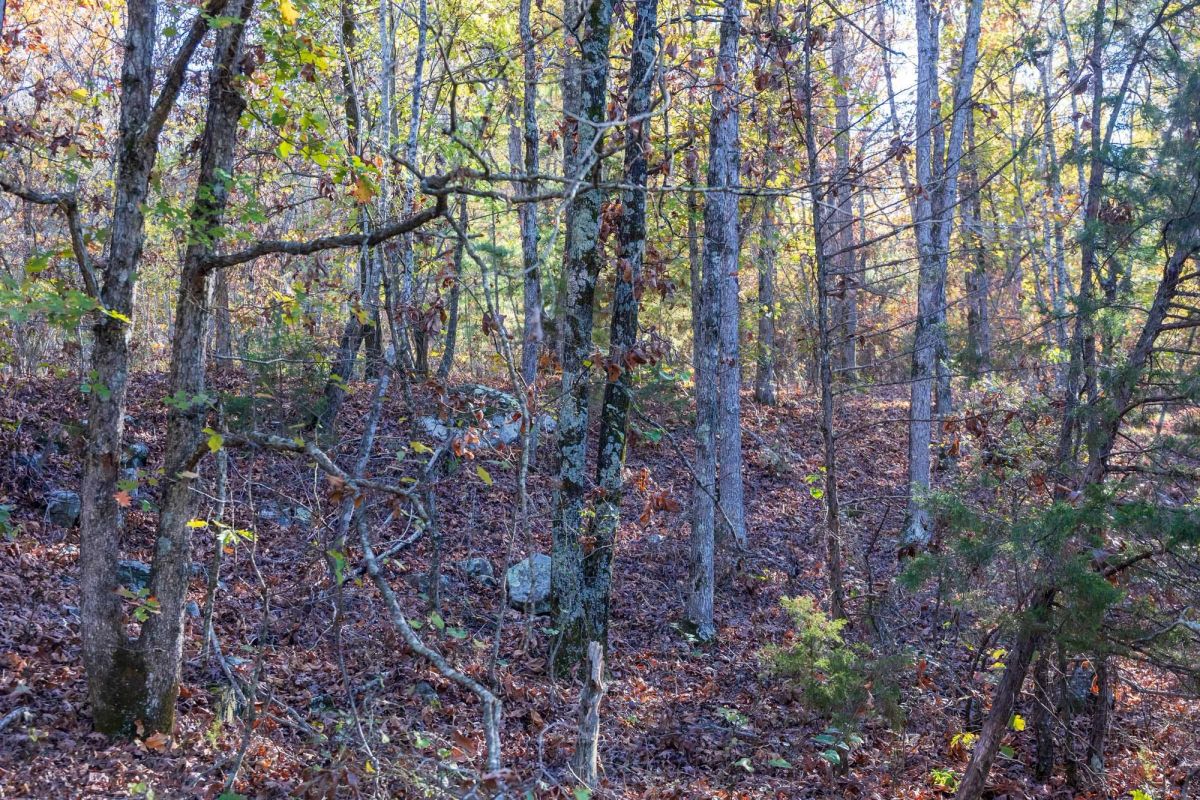 Decorative background for Stone Bridge Reserve Tract 26 image 11