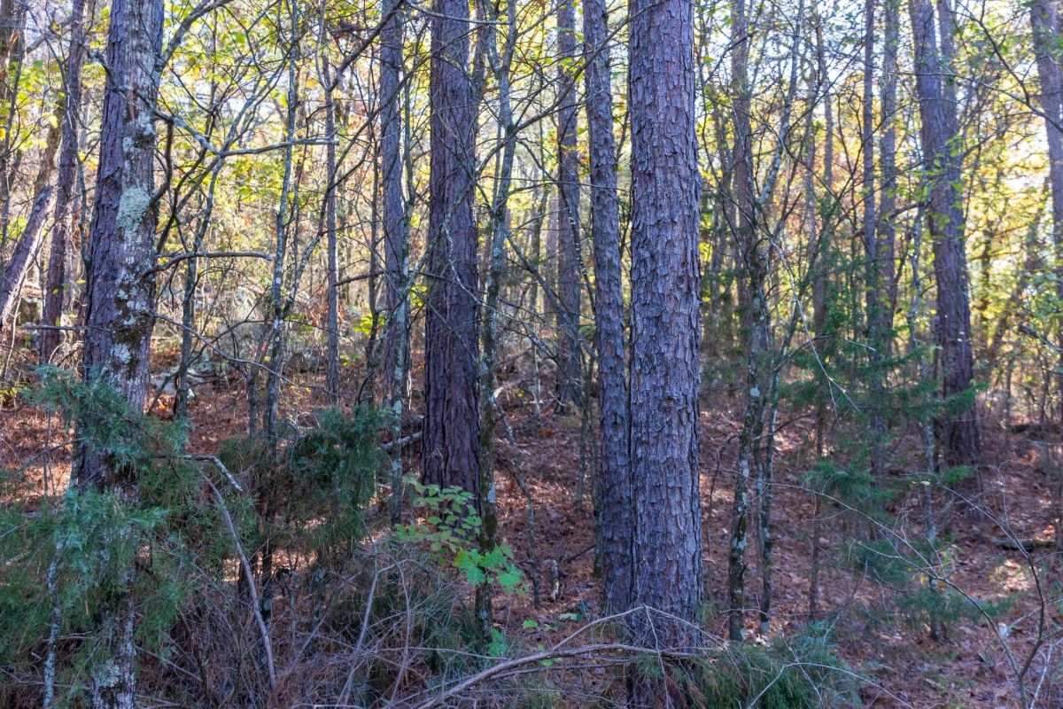 Decorative background for Stone Bridge Reserve Tract 26 image 13