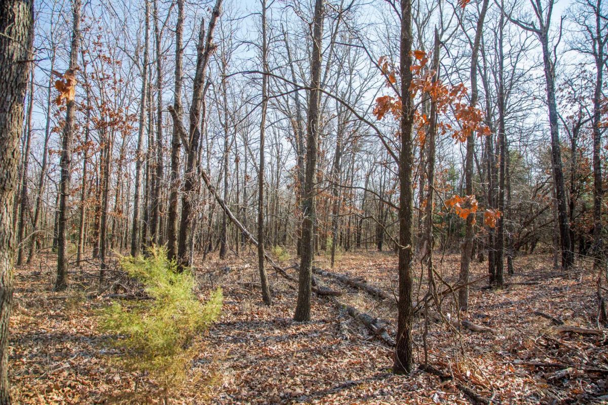 Decorative background for Eufaula Cove Tract 20 image 5