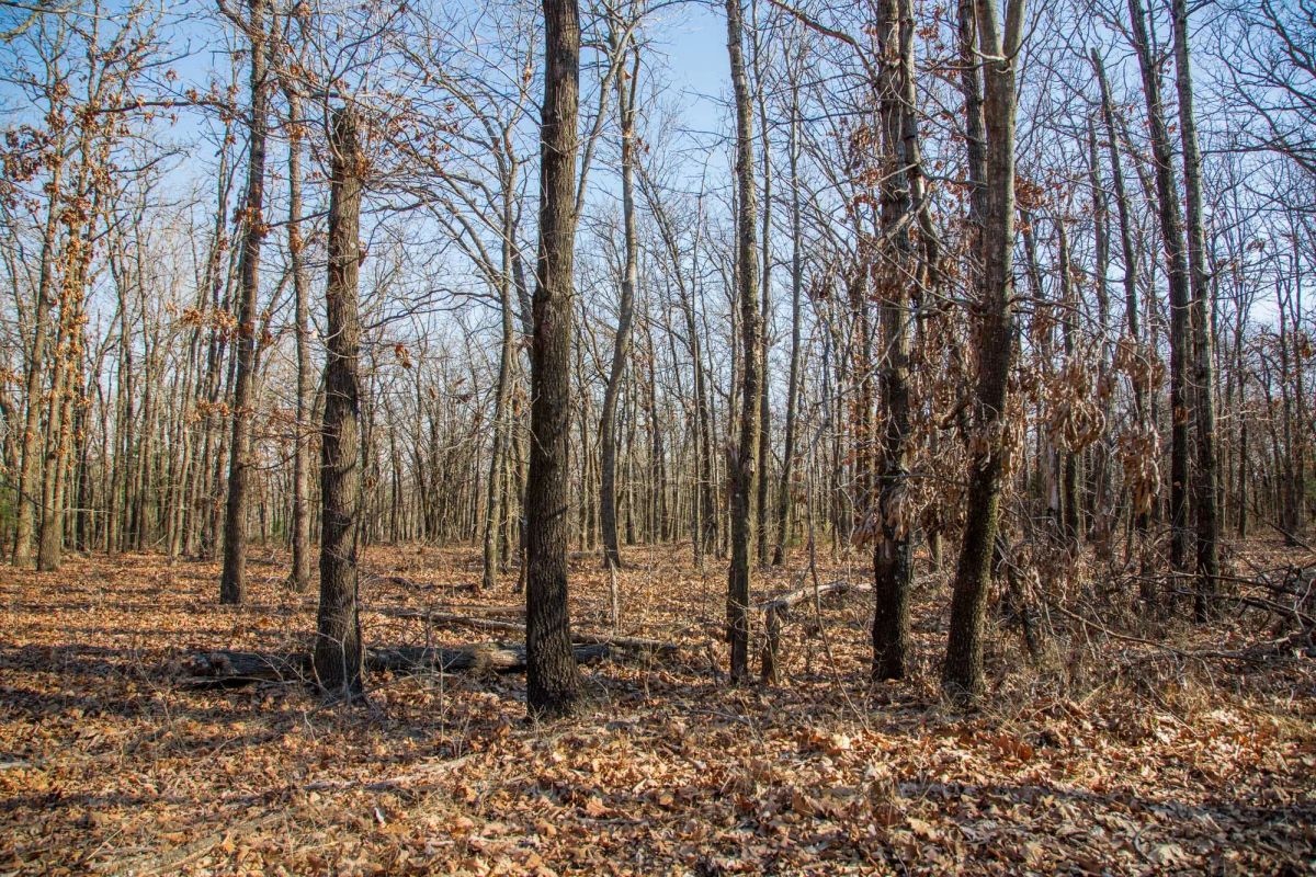 Decorative background for Eufaula Cove Tract 20 image 6