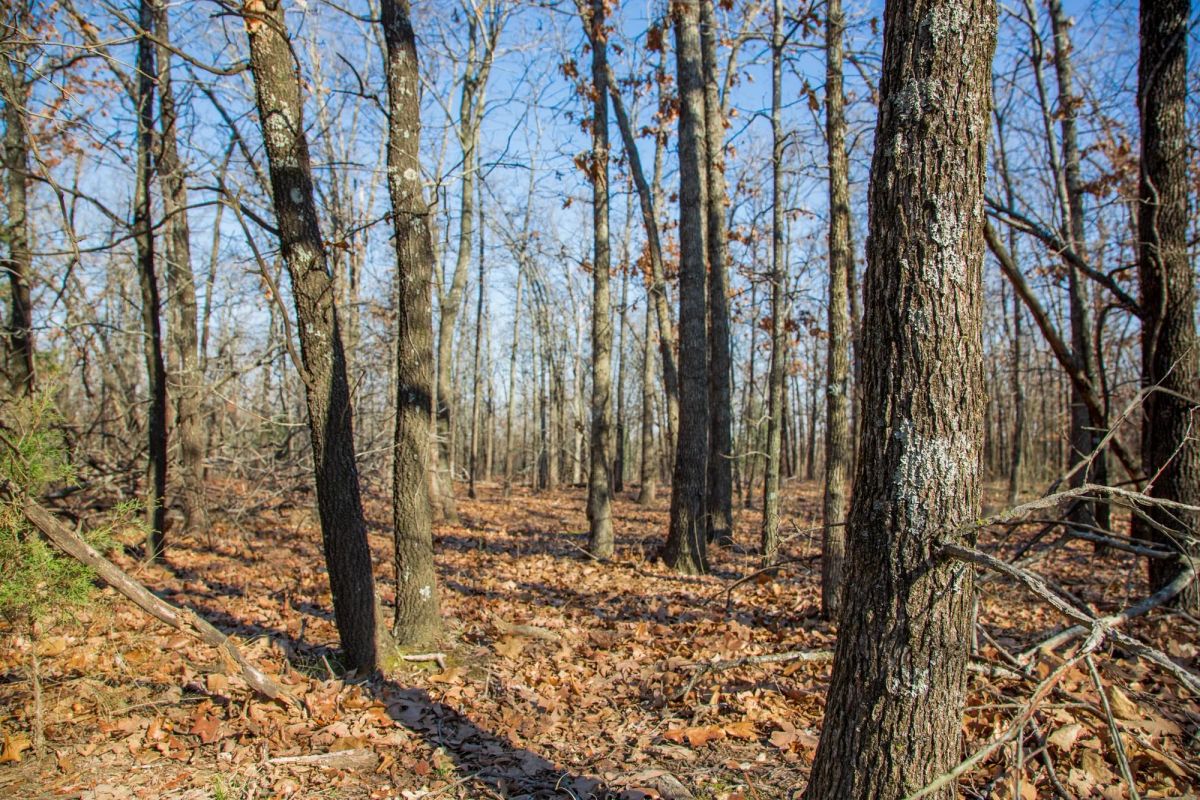 Decorative background for Eufaula Cove Tract 20 image 10