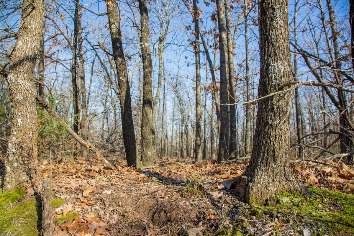 Decorative background for Eufaula Cove Tract 20 image 11