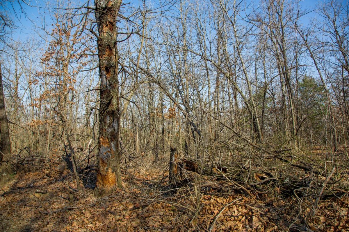 Decorative background for Eufaula Cove Tract 20 image 13