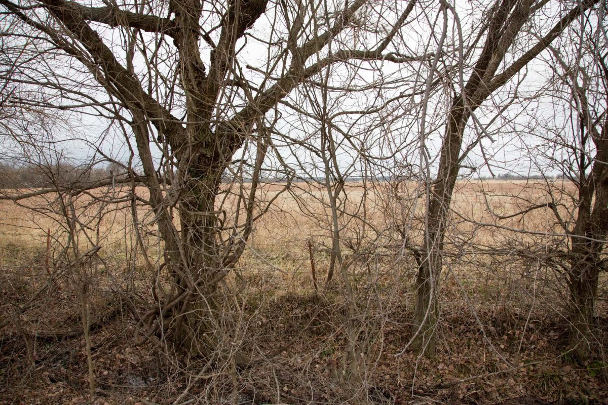 Canadian Plains Tract 10 - Image 3