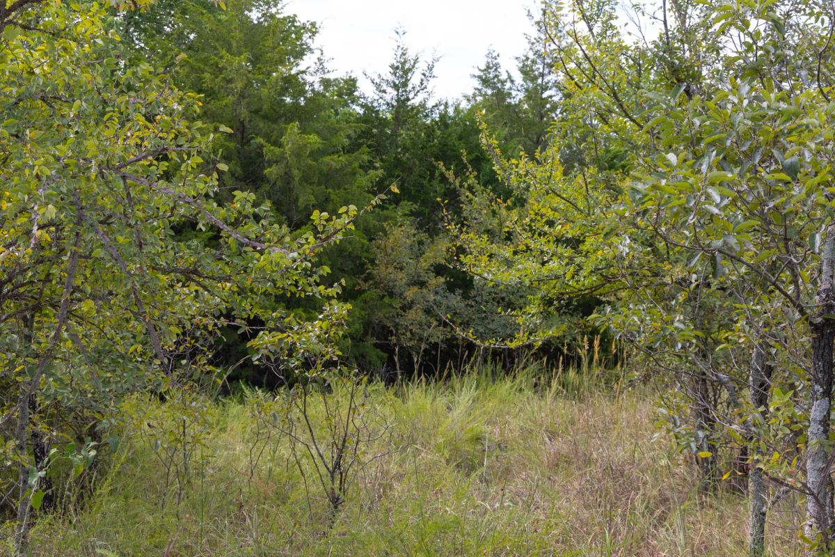 Decorative background for Reserves At Cattail Cove Phase II Tract 57 image 5