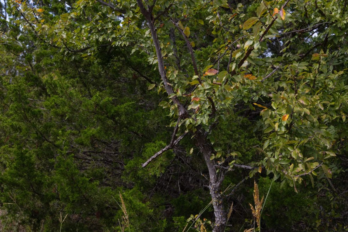 Decorative background for Reserves At Cattail Cove Phase II Tract 57 image 7